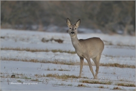 <p>SRNEC OBECNÝ (Capreolus capreolus) Šluknovsko - Jiříkov /European roe deer - Reh/</p>